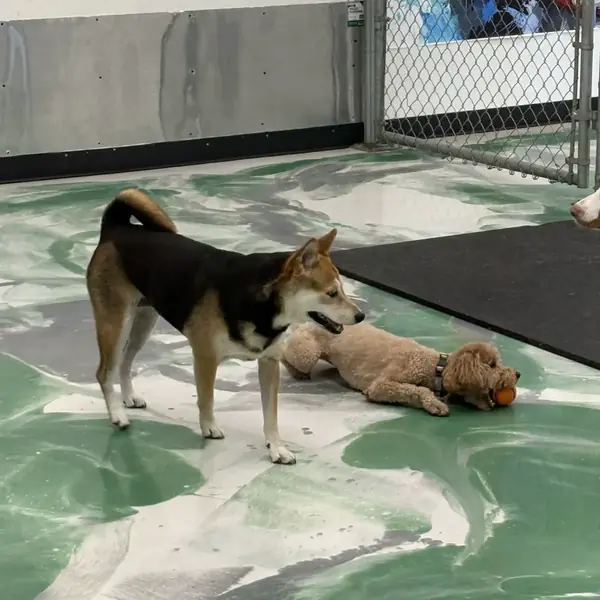 Cozy boarding suite at K9 Rox Club